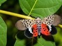 lanternfly
