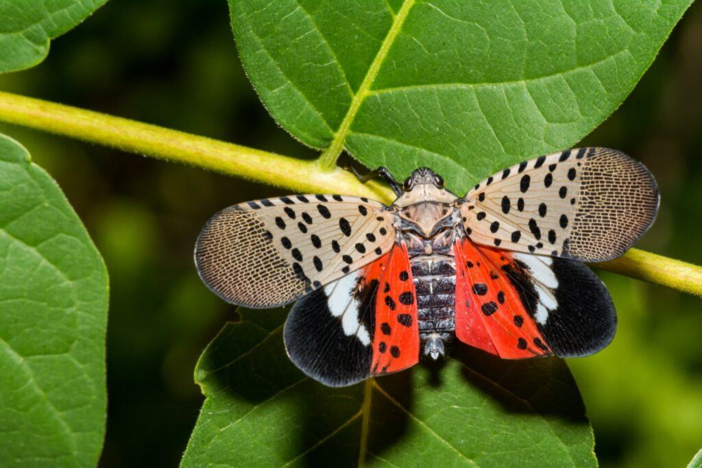 lanternfly