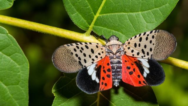 lanternfly