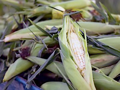 submitted photo of a sweet corn harvest copy