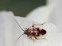 tarnished plant bug on a cotton flower