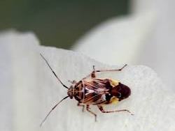 tarnished plant bug on a cotton flower