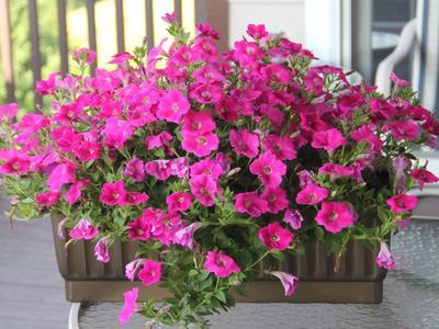 Picture of potted pink petunias