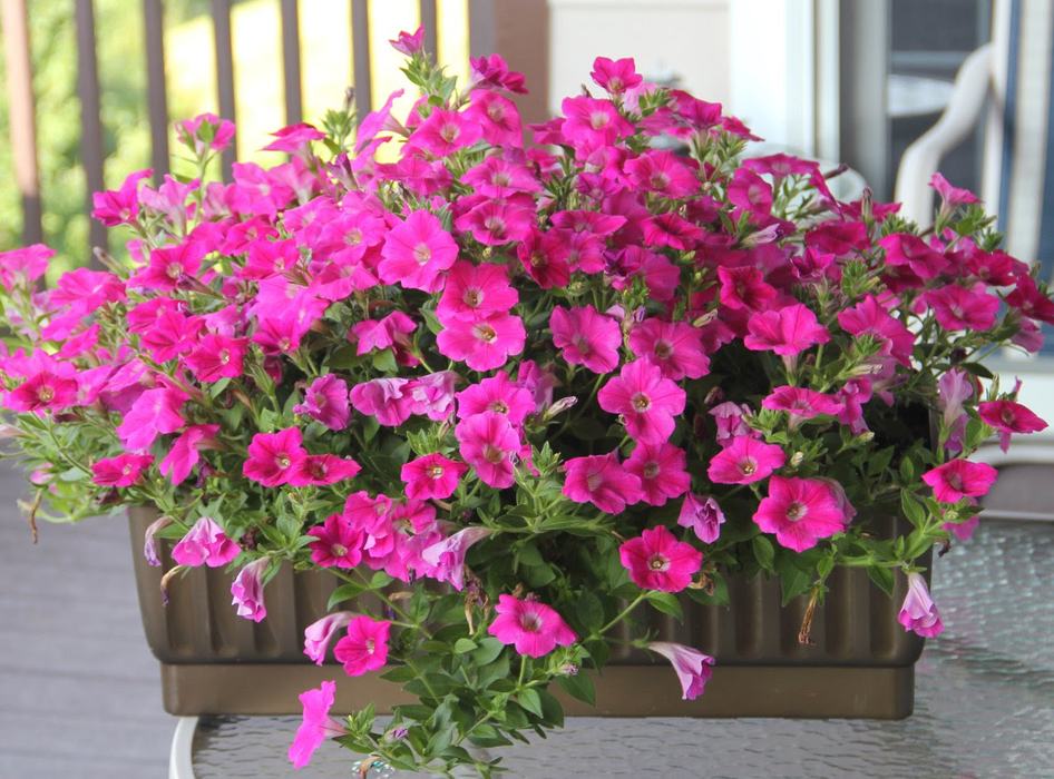 Picture of potted pink petunias