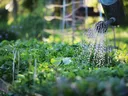 Watering Vegetable Garden