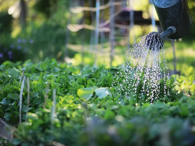 Watering Vegetable Garden