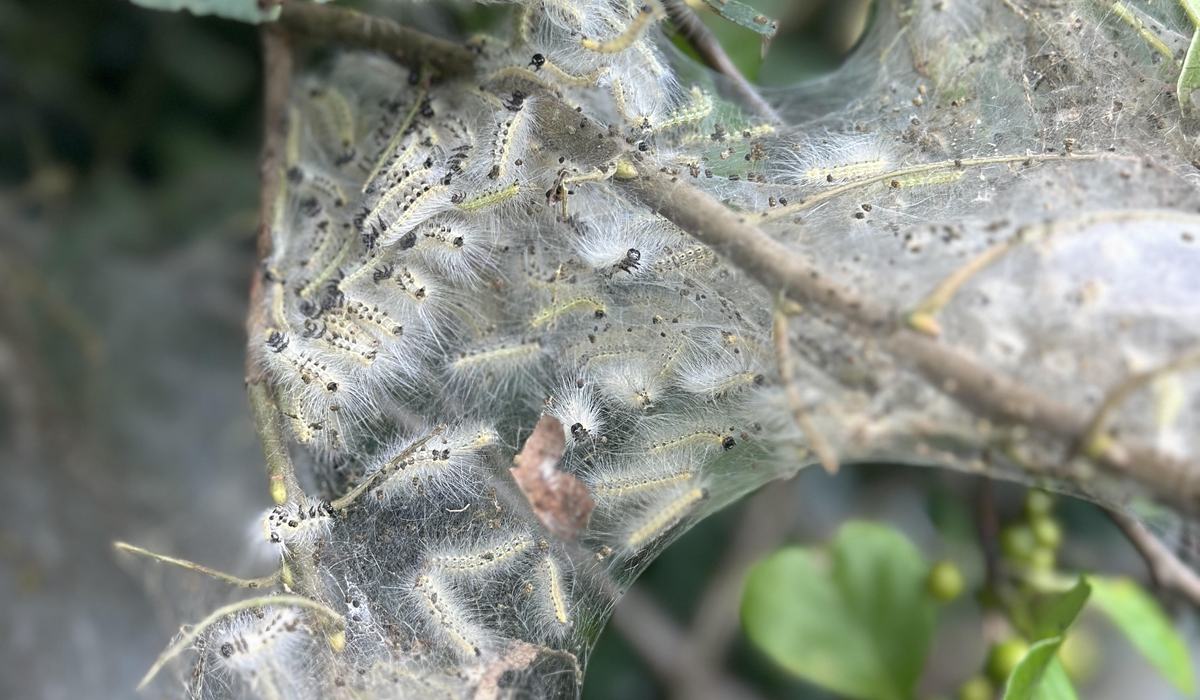 Pest Alert - Common Insect Pests of Landscapes and Gardens - Henderson ...