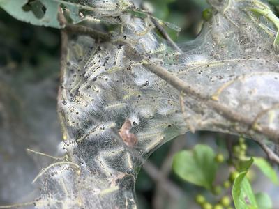 Cluster of hairy caterpillars resting in silk webbing on tree branches and leaves