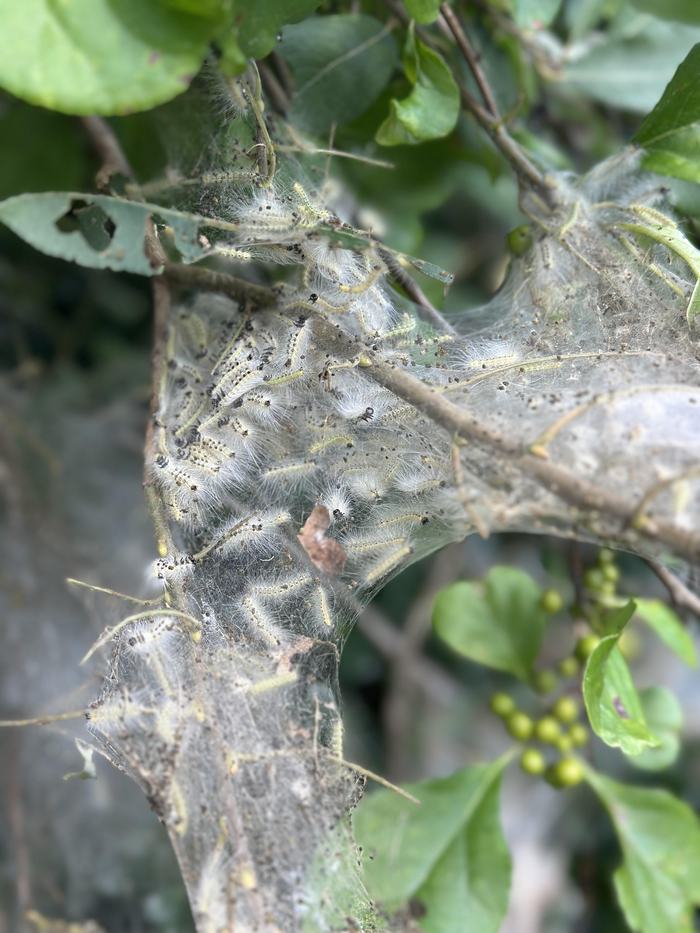 Fall webworm in a nest in a tree.