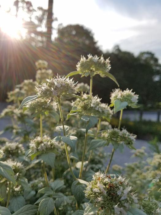 sun shines through the flowers of mountainmint