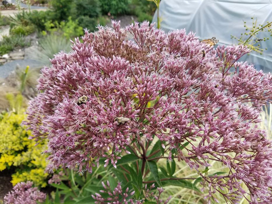 bumble bees foraging on joe-pye weed flower