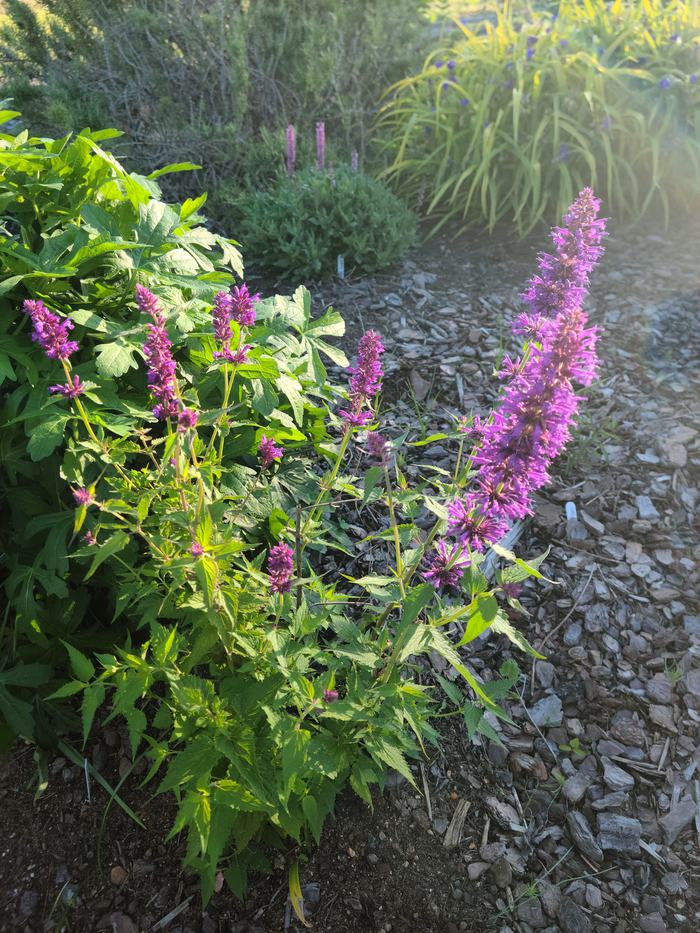 purple hyssop flowering at a local farm in lee county