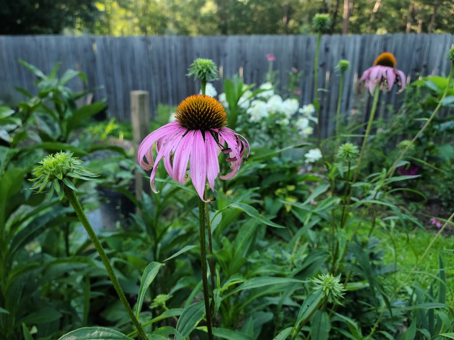 purple coneflower flowering in a shady garden