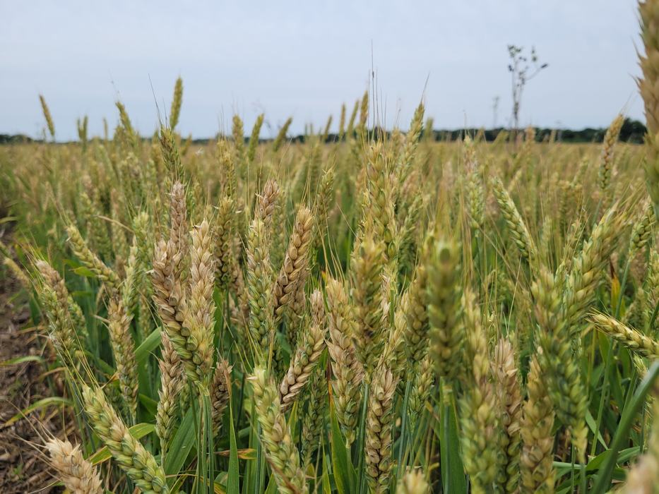 Wheat heads ripening in a field, close foreground focus