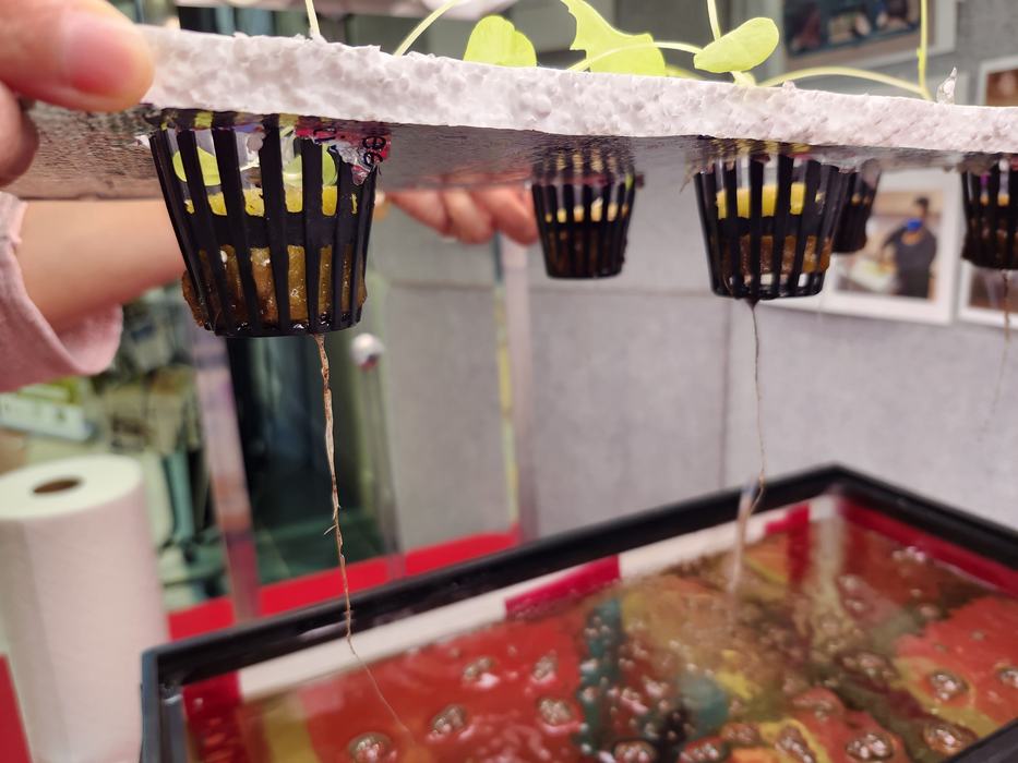 Seedlings in black net pots with roots dangling into an aerated nutrient tank