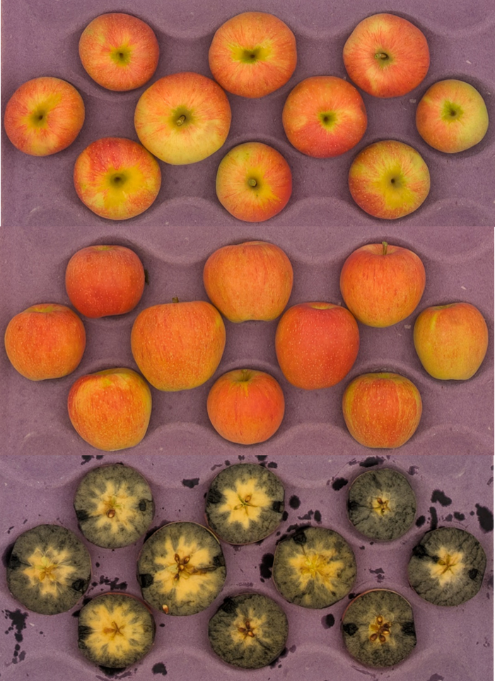 Small red-yellow apples in a purple tray; bottom row cross-sections show dark internal rot.