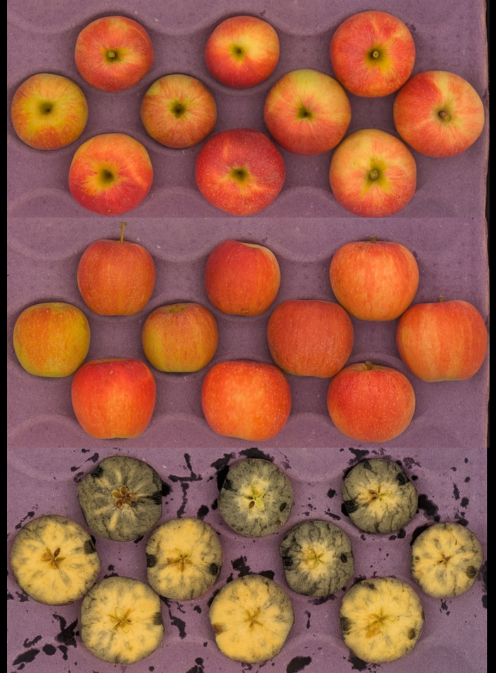 Three rows of apples: whole apples in top two rows, sliced moldy apples in bottom row