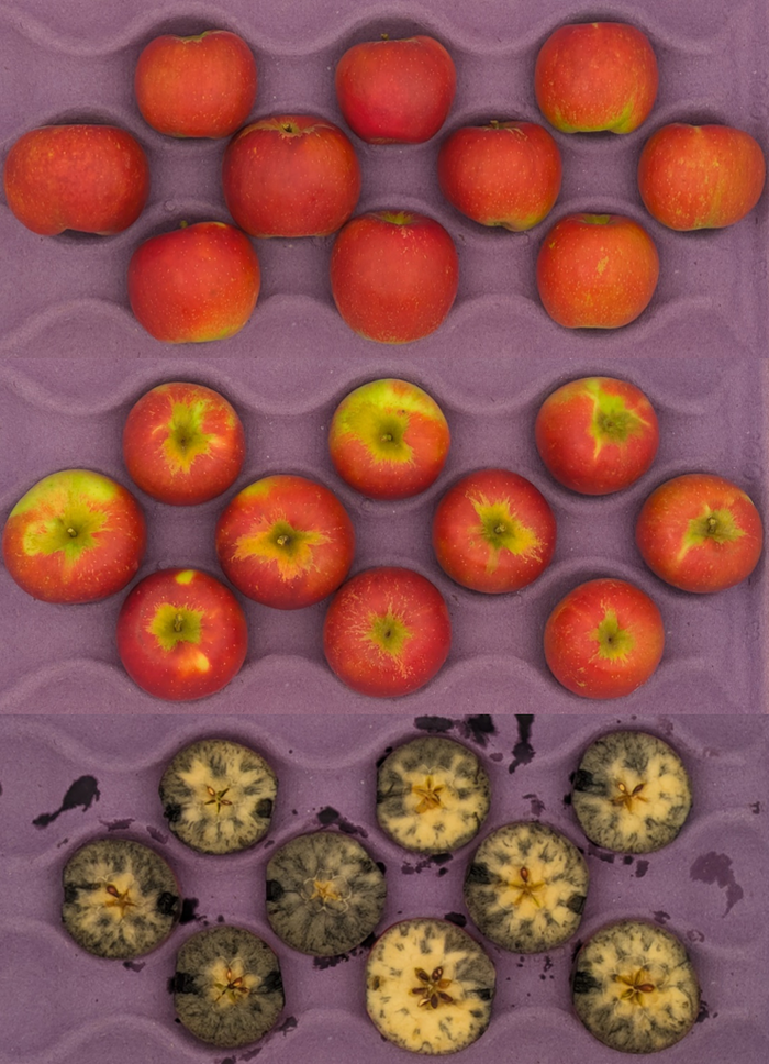 Crimson Crisp apples in a crate