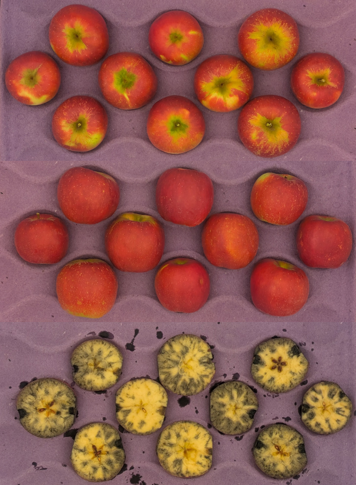 Crimson Crisp apples in a crate