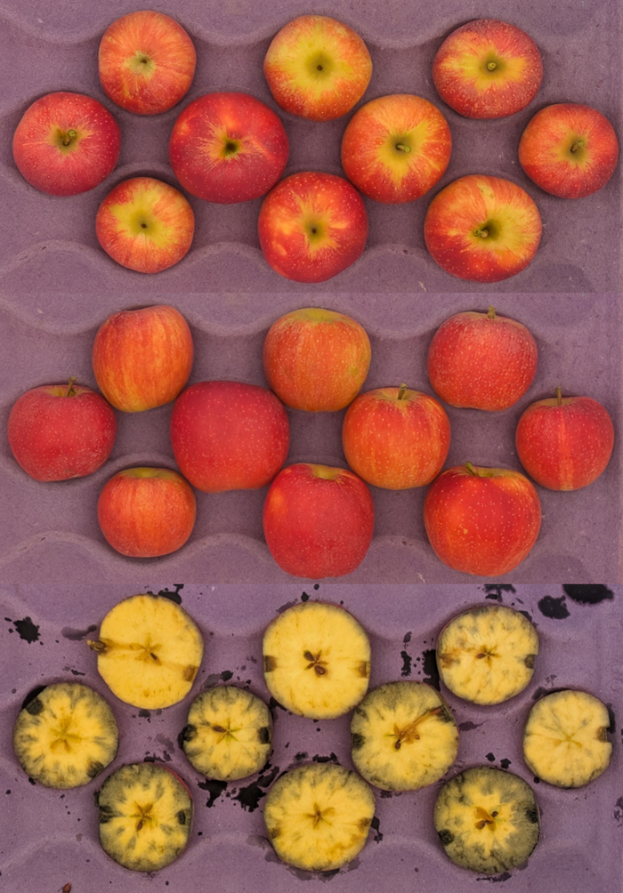 Three rows of apples—top two rows whole red apples; bottom row sliced apples with black rot