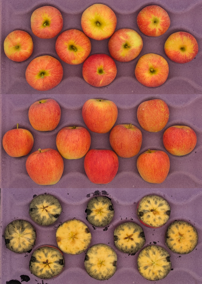 Apples arranged in a purple foam tray: top whole, middle whole, bottom halved and browned