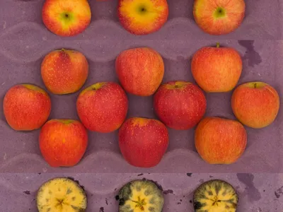 Buckeye Gala apples in a crate