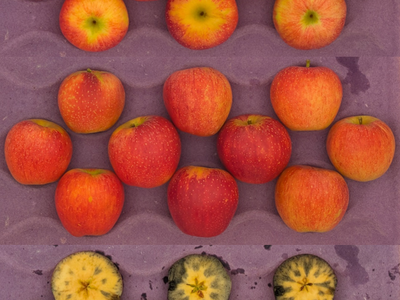 Buckeye Gala apples in a crate