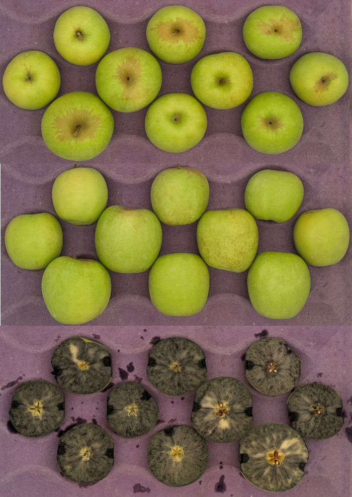 Gibson Golden Delicious apples in a crate