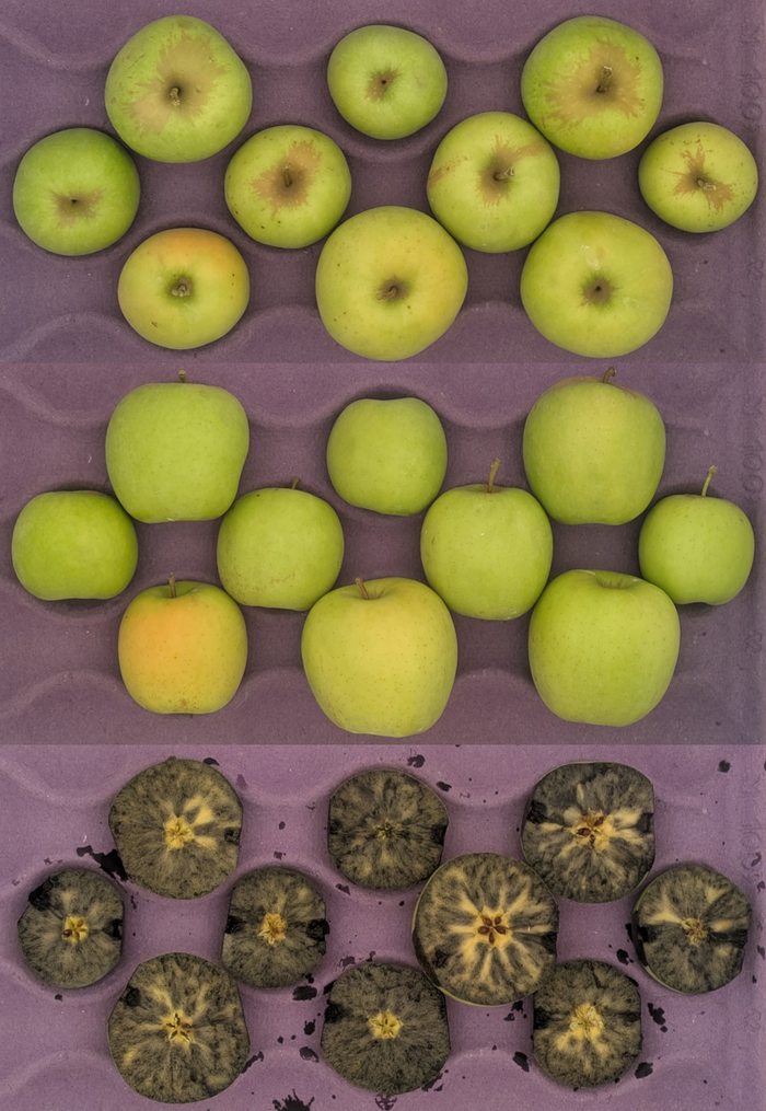 Gibson Golden Delicious apples in crate