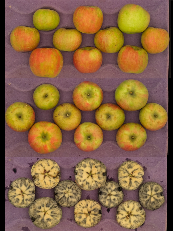 Royal Red Honeycrisp apples in a crate