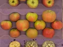 Three rows of apples on purple tray: two rows whole, bottom row halved showing interior browning.