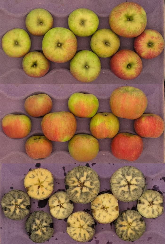 Three rows of apples on purple tray: two rows whole, bottom row halved showing interior browning.