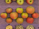 Three rows of apples on purple tray: two rows whole, bottom row halved showing interior browning.
