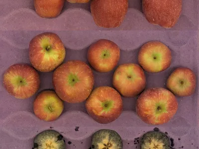 Red Delicious apples in crate