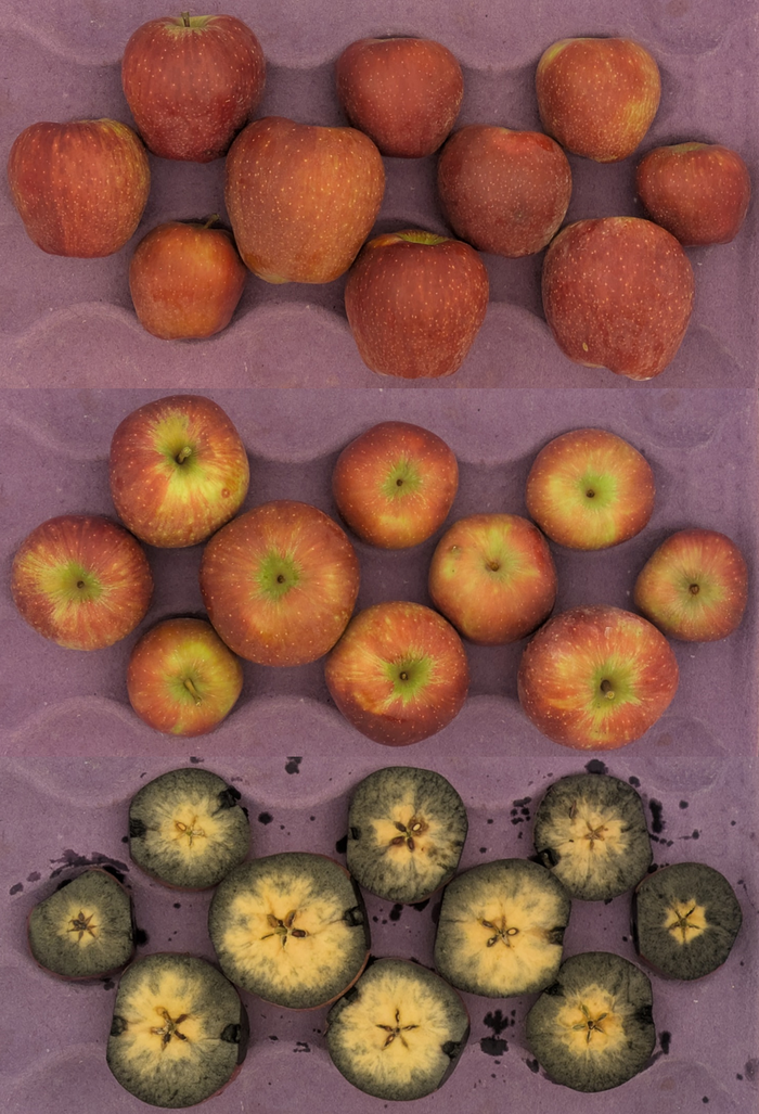 Red Delicious apples in crate