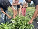 3 youth in a garden harvesting cucumbers