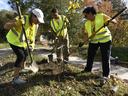 volunteers planting a tree in the city