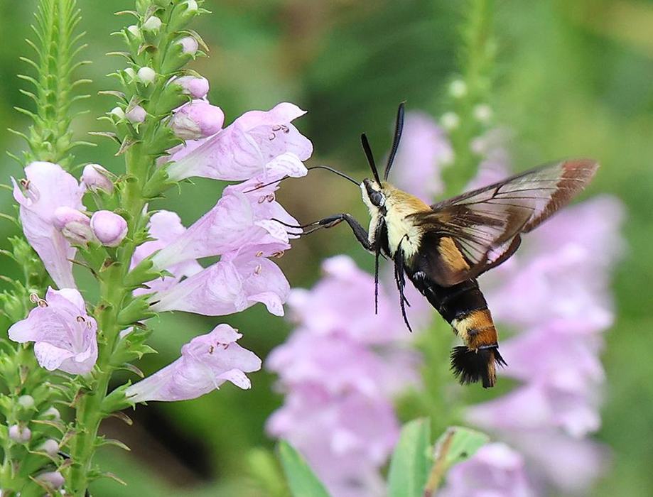 Hummingbird moth nectaring on obedient plant (Physostegia virginiana).