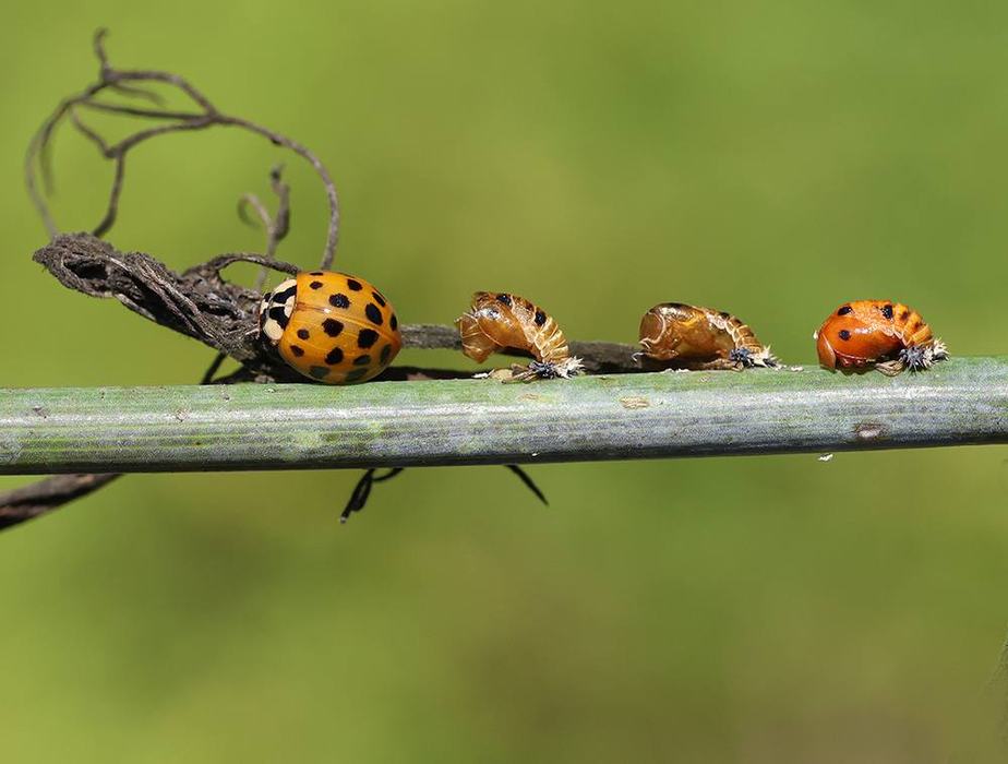 Fresh, recently emerged Asian lady beetle (far left).