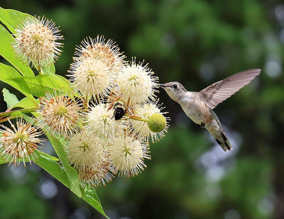 Female ruby throated hummingbird nectaring on buttonbush.