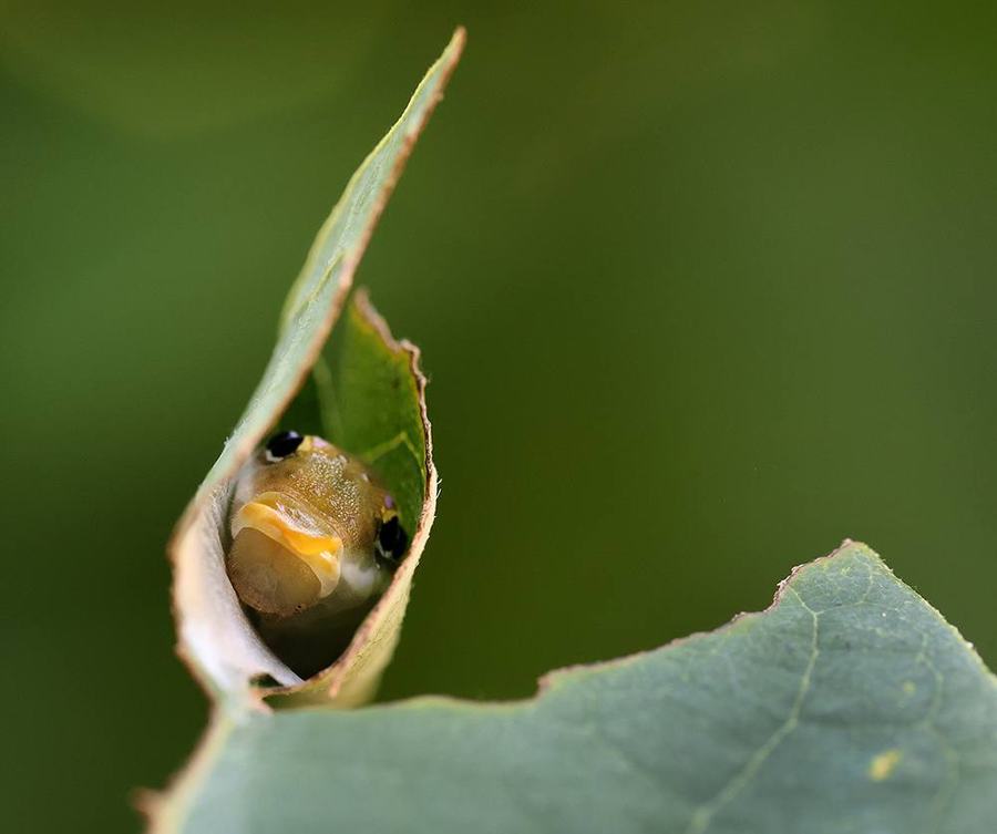 Spicebush swallowtail caterpillar peeking out of its rolled spicebush (Lindera benzoin) leaf.