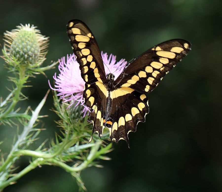 Eastern giant swallowtail butterfly nectaring on native field thistle 