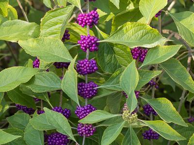 Clusters of bright purple beautyberry fruits along stems among green leaves