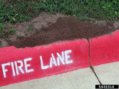 fire ant mound behind a concrete curb