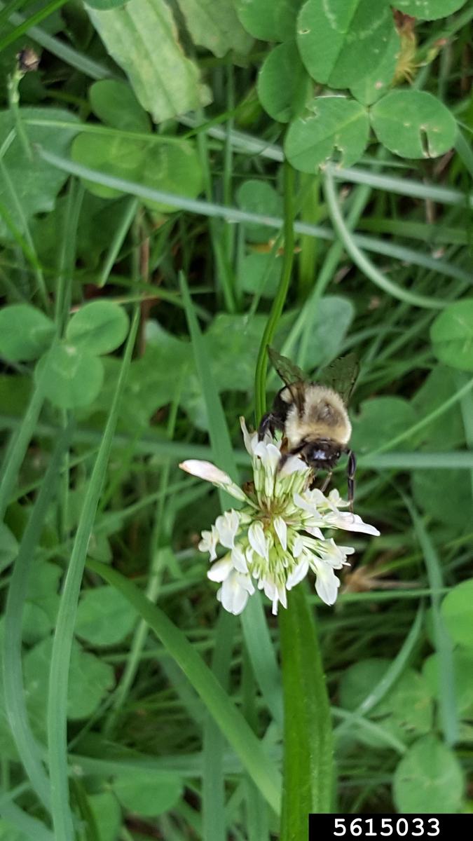 small bee on a white clove flower