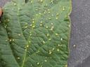 Soybean aphids on a soybean leaflet