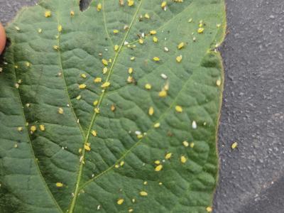 Soybean aphids on a soybean leaflet