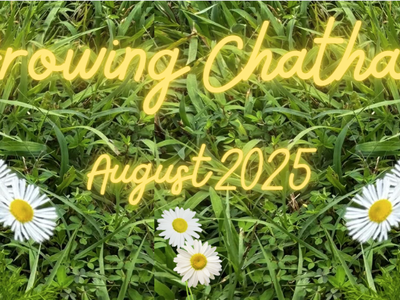 Daisy flowers growing