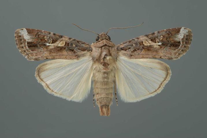 Adult Male Fall Armyworm