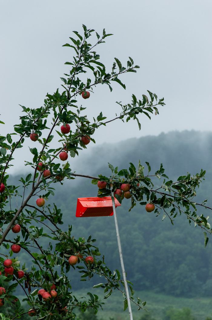 Trap in apple orchard